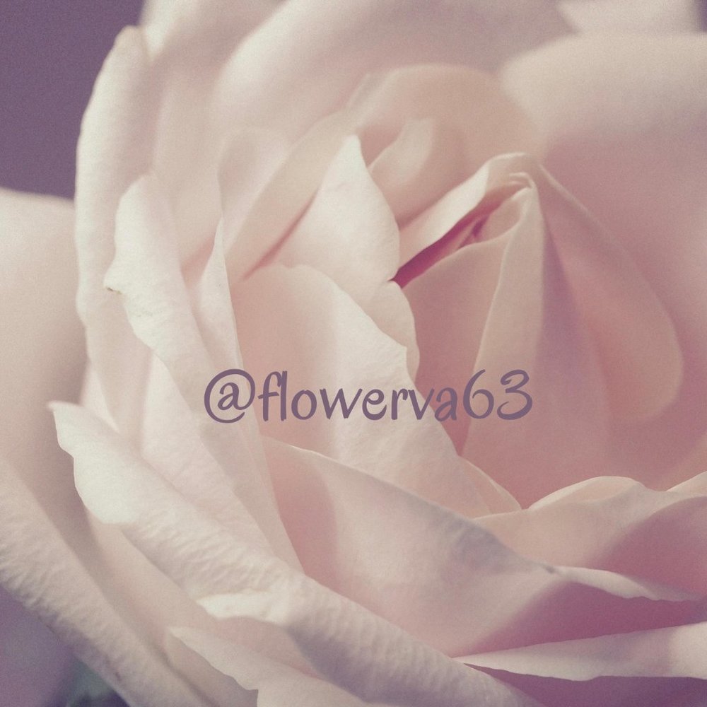 Meet your Posher, Flower